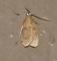 Negalasa fumalis - Hodges#5551 - photo 3