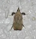 Negalasa fumalis - Hodges#5551 - photo 4