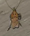 Negalasa fumalis - Hodges#5551 - photo 5