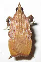 Negalasa rubralis - Hodges#5551.1 - Negalasa rubralis