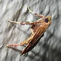 Negalasa rubralis - Hodges#5551.1 - photo 2