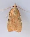 Negalasa rubralis - Hodges#5551.1 - photo 3