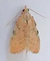 Negalasa rubralis - Hodges#5551.1 - photo 4