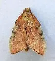 Negalasa rubralis - Hodges#5551.1 - photo 5