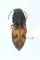 Negastrius arnetti - photo 2