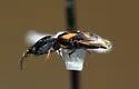 Negastrius arnetti - photo 3