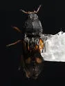 Negastrius arnetti - photo 4