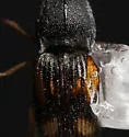 Negastrius arnetti - photo 5