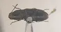 Negastrius atrosus - photo 4