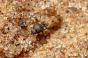 Negastrius choris - photo 2