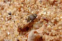 Negastrius choris - photo 3