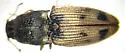 Negastrius choris - photo 4