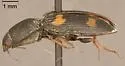 Negastrius colon - photo 2
