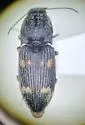 Negastrius colon - photo 3