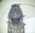 Negastrius colon - photo 4