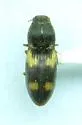 Negastrius exiguus