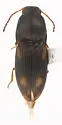 Negastrius nadezhdae