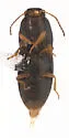 Negastrius nadezhdae - photo 2