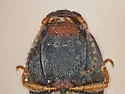 Negastrius ornatus - photo 2