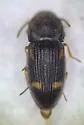 Negastrius rupicola