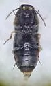 Negastrius rupicola - photo 2