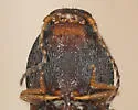 Negastrius stibicki - photo 2