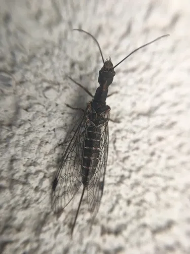 Negha inflata