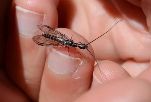 Negha longicornis