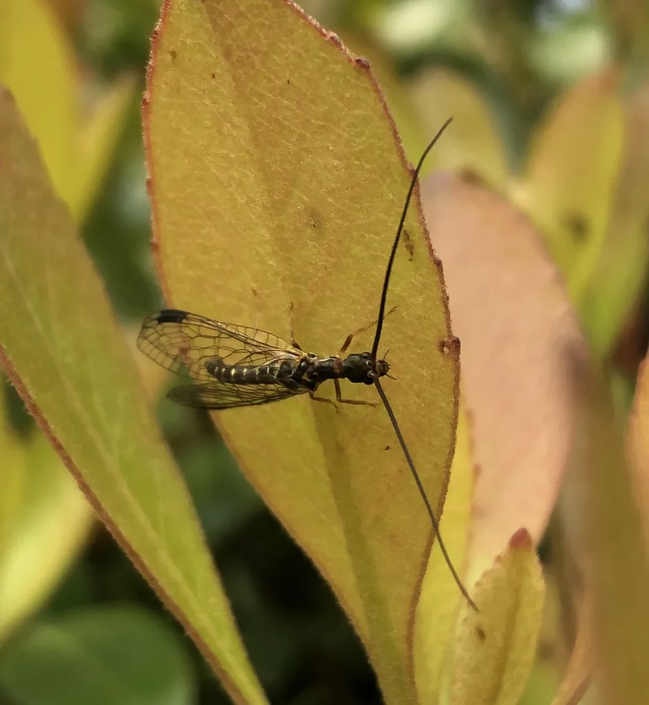 Negha meridionalis - photo 3