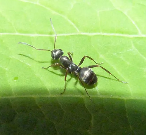 Negro Ant - photo 2
