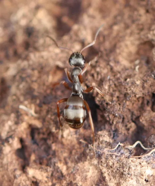 Negro Ant - photo 3