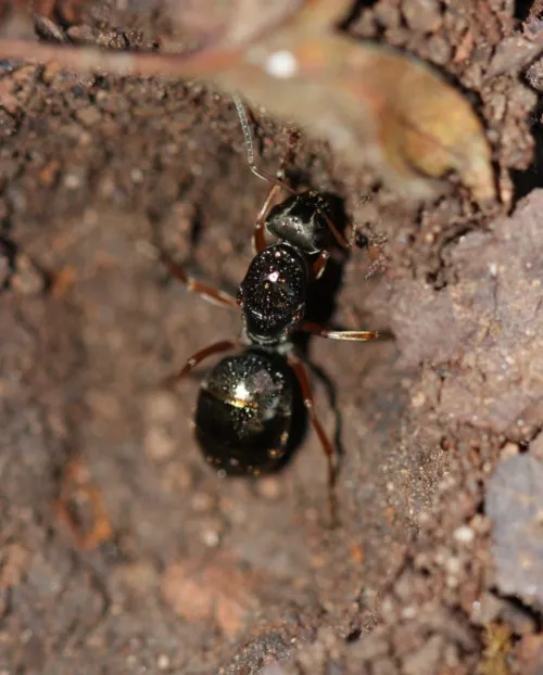 Negro Ant - photo 4