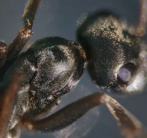 Negro Ant - photo 5