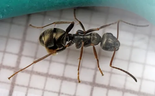 Negro Ant - photo 6