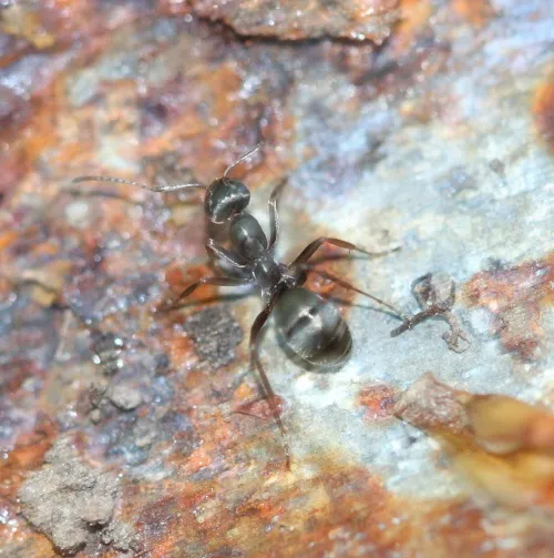 Negro Ant - photo 7