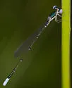 Sphagnum Sprite