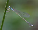 Sphagnum Sprite - photo 2