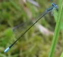 Sphagnum Sprite - photo 3