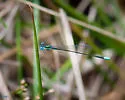 Sphagnum Sprite - photo 4