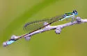 Sphagnum Sprite - photo 5