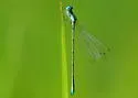 Southern Sprite - photo 4