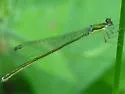 Sedge Sprite - photo 2