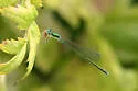 Sedge Sprite - photo 3