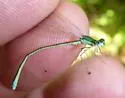 Sedge Sprite - photo 4
