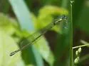 Sedge Sprite - photo 5