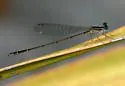 Everglades Sprite