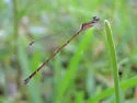 Everglades Sprite - photo 2