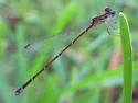 Everglades Sprite - photo 3