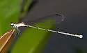 Everglades Sprite - photo 4