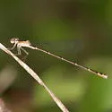 Everglades Sprite - photo 5